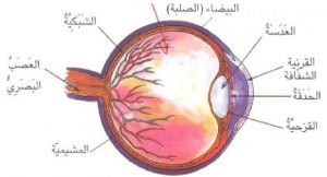 الدكتور جمال عثامنة , مركز العيون والليزر فيينا, الحول الداخلي, الحول الخارجي, أنواع الحول